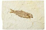 Fossil Fish (Knightia) - Green River Formation #234230-1